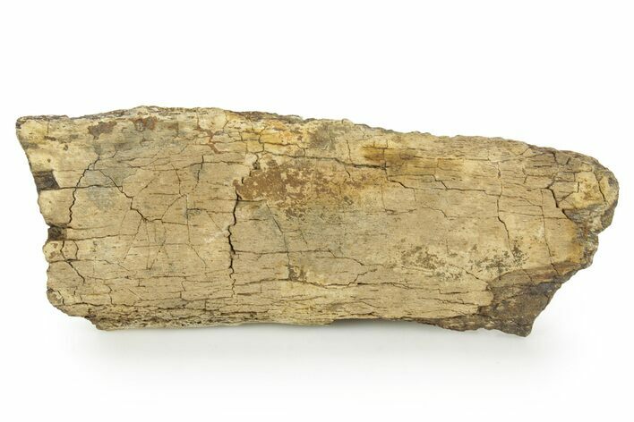Hadrosaur (Edmontosaurus) Rib Section - Wyoming #378382